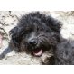 Paula, fröhlicher Familienhund - Hündin