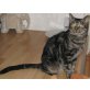 Paulchen, Europäische Kurzhaarkatze - Kater