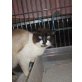 Paulchen FIV Notfall, Snowshoe- Mix - Kater