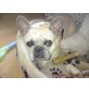 Paulchen, Französische Bulldogge - Rüde
