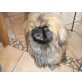 Paulchen, Pekinese - Rüde