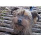 Paulchen, Yorkshireterrier Mix - Rüde