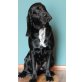 Paulchen ,  ein Labradormix Welpen - Rüde