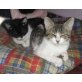 Paulchen und Uma, Europäische Kurzhaarkatze - Kater