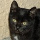 Paulette, schüchterne - Katze