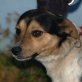 Pauli 8 - Pflegestelle Niederösterreich, liebesbedürftiger Pinscher-Jack Russel-Mix - Rüde