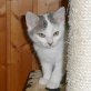 Pauli, Europäische Kurzhaarkatze - Kater