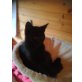 Pauli, Hauskatze - Kater
