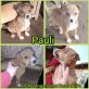 Pauli, Mischling Welpen - Rüde