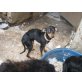 Pauli, Pinscher - Rüde