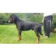 Pauli, Rottweiler - Rüde