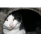Pauli vor Tötungsstation gerettet - Kater