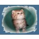 Paulina vom Marchfeld, Perser Gold - Katze