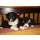 Paulinchen und Zora, Border-Collie - Hündin