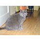Pauline, Kartäuser - Katze