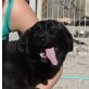 Pauline, Labrador Retriever - Hündin