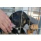 Paz, lebt im Tierheim von Patras, Schäferhund Mischling Welpen - Hündin