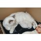 Peanut, Phönix, Heilige Birma - Kater