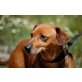 Peanut, Pinscher - Rüde