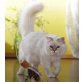 Pearl Dreams Yogi Bär, Heilige Birma - Kater