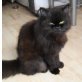 Pearl - Perserkatze, Perser - Katze
