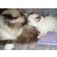 Pearl, Ragdoll/Persermix - Katze