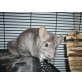 Pearl und Cindy, Langschwanzchinchilla - weiblich