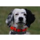 Pearly, Englisch Setter Mix - Hündin