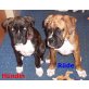 Pebbles, Barney, Boxer - Hündin