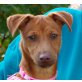 Pebbles, Pinscher Dackel Mix - Hündin