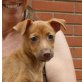 Pebbles, Pinscher Dackel Mix Welpen - Hündin