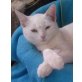 Pebbles, Sanfte verträumte schneeweiße Schönheit - Katze