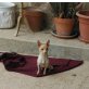 Pecas, Chihuahua Omi sucht eine Familie! - Hündin