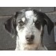 Pecas, katzenverträglicher Schmuser - Rüde