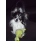 Pedro, Chihuahua langhaariger Schlag - Rüde