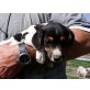 Pedro, Jack-Russell-Terrier Welpen - Rüde
