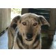 Pedro, Schäferhund - Rüde