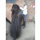 Pedro, Shetland Pony - Wallach