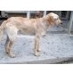 Pedro, Spinone - Rüde