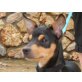 Pedro, Zuhause wieder verloren Welpen - Rüde