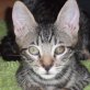 Pedro, getigerter - Kater