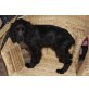 Peewee, Cocker spaniel - Rüde