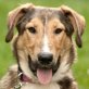 Pega, Collie-Schäfer-Mix-Mischling - Hündin