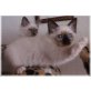 Pegasus, Heilige Birma - Kater