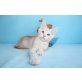 Pegasus, Maine Coon - Kater