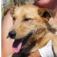 Pegasus - Pflegestelle Österreich, Dackel-Terrier-Mix - Rüde