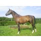 Pegasus, Österreichisches Warmblut - Wallach