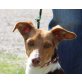 Pegg, Pinscher Mix - Hündin