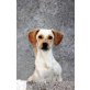 Peggy, Beagle - Hündin