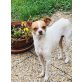 Peggy, Chihuahua Mischling - Hündin